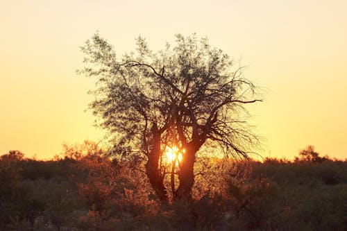 Základová fotografie zdarma na téma brzy východ slunce, dřevo, krajina