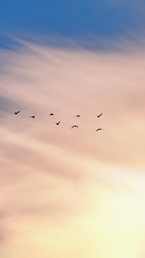 Základová fotografie zdarma na téma křídla, létání, obloha