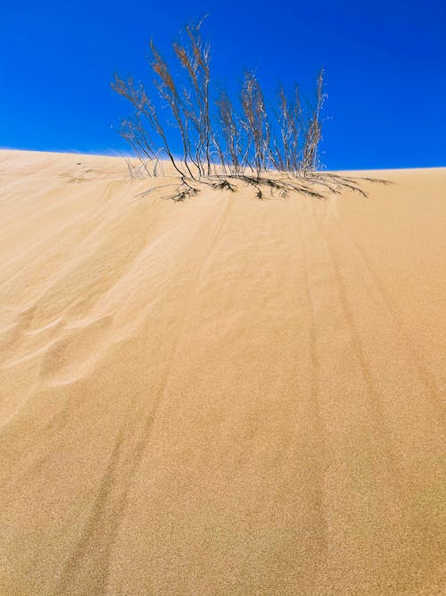 Základová fotografie zdarma na téma písek, poušť, sušených rostlin