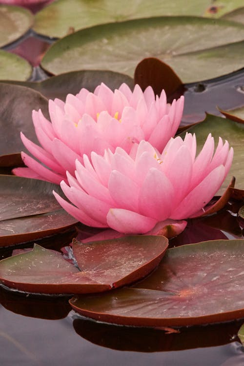 Pink Water Lilies Floating on Water 