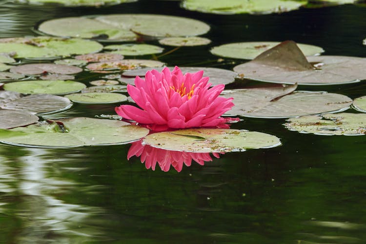 Pink Lotus Flower On The Water Surface