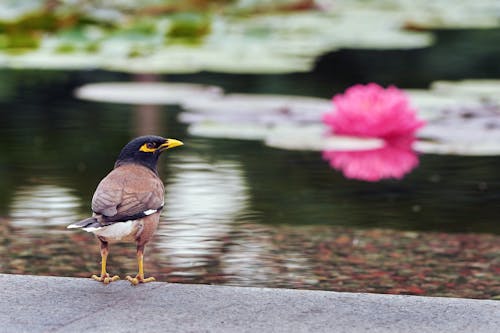 Základová fotografie zdarma na téma kytka, leknín, ptáci