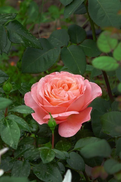 Blooming Pink Rose with Bud 