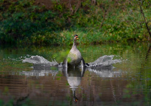  A Masked Finfoot Bird on the Water