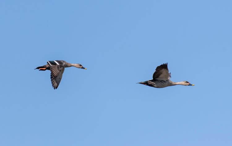 Two Ducks Flying