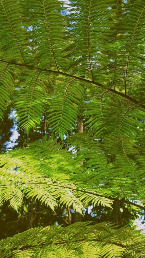 Green Fern Leaves 