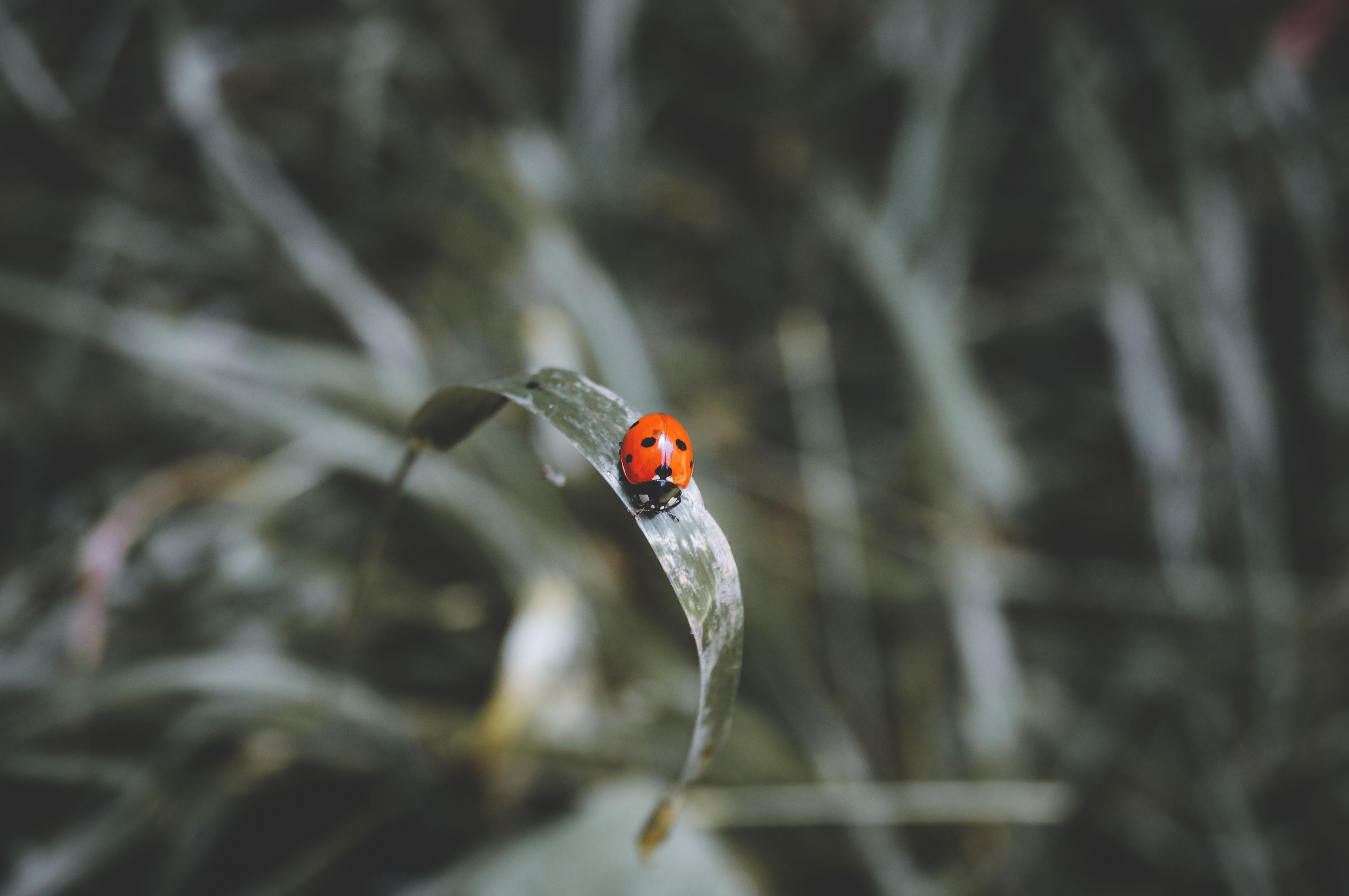 Gratuit Photos gratuites de animal, beauté naturelle, beetle Photos