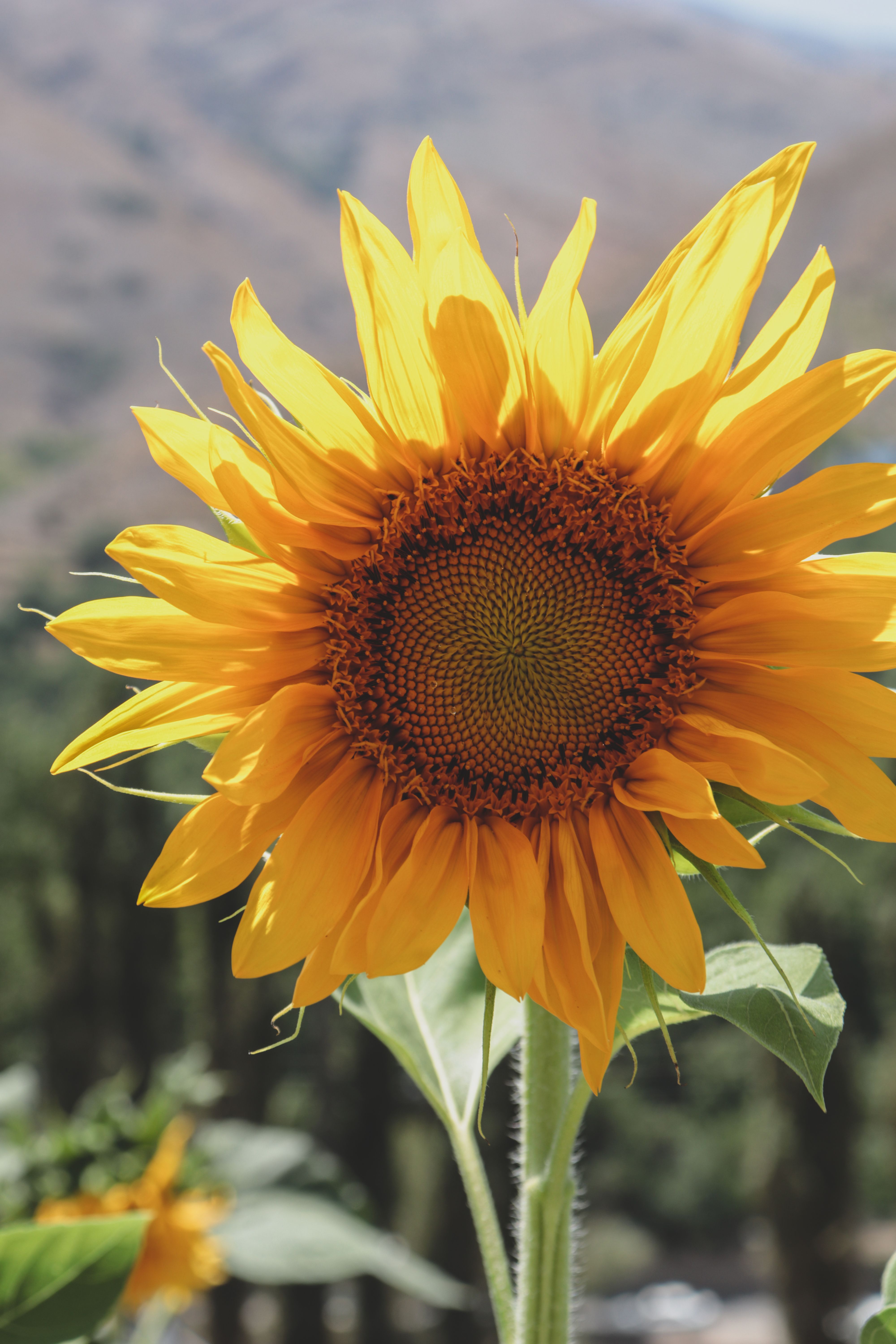Yellow Sunflower in Close Up Photography · Free Stock Photo