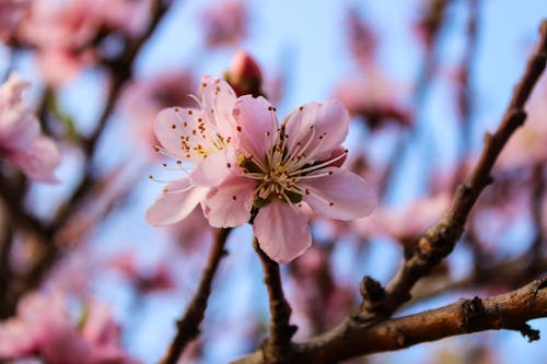 バックグラウンド, ピンクの背景, ピンクの花の無料の写真素材