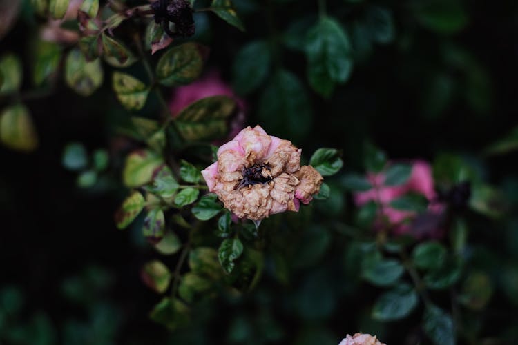 Withered Pink Flower In The Garden