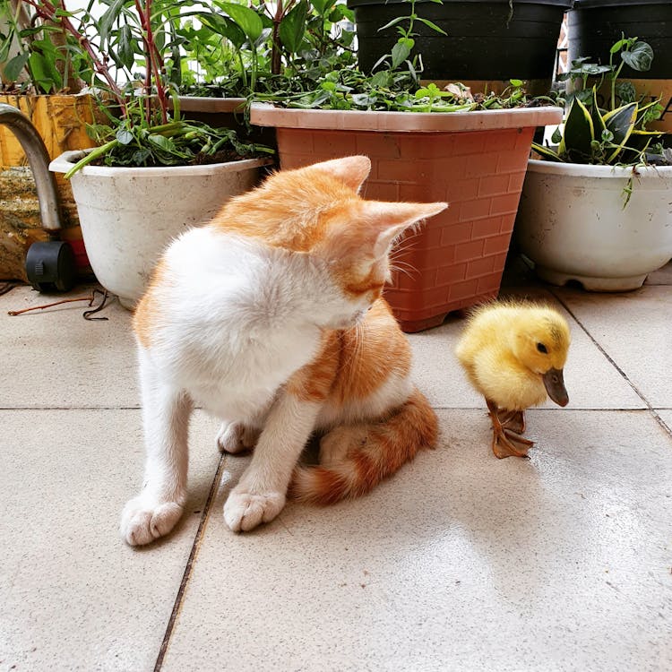 Orange And White Cat Beside A Duck