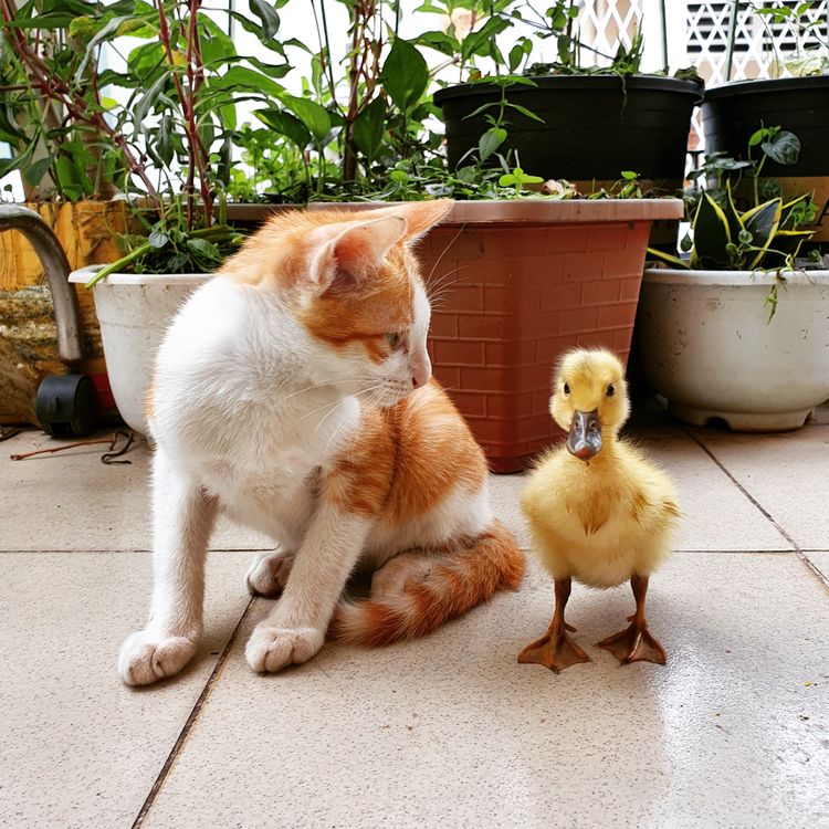 A Cat Looking at a Duckling · Free Stock Photo