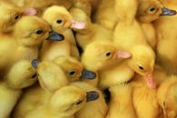Yellow Duck Chick and Yellow Ducklings