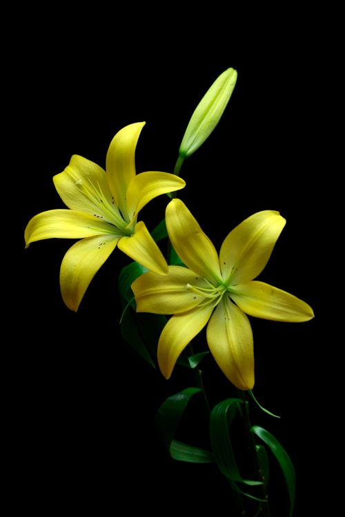 Free Close-up of yellow lilies on a dark background, highlighting elegance and vibrancy. Stock Photo