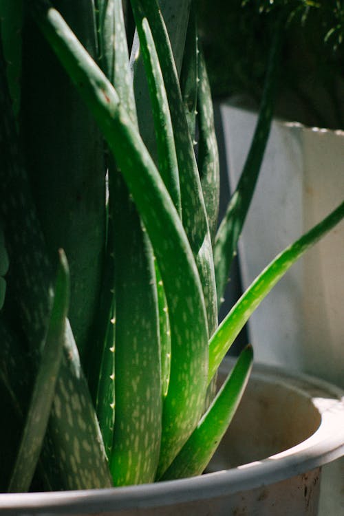 Free A Close-Up Shot of a Potted Aloe Vera Plant Stock Photo
