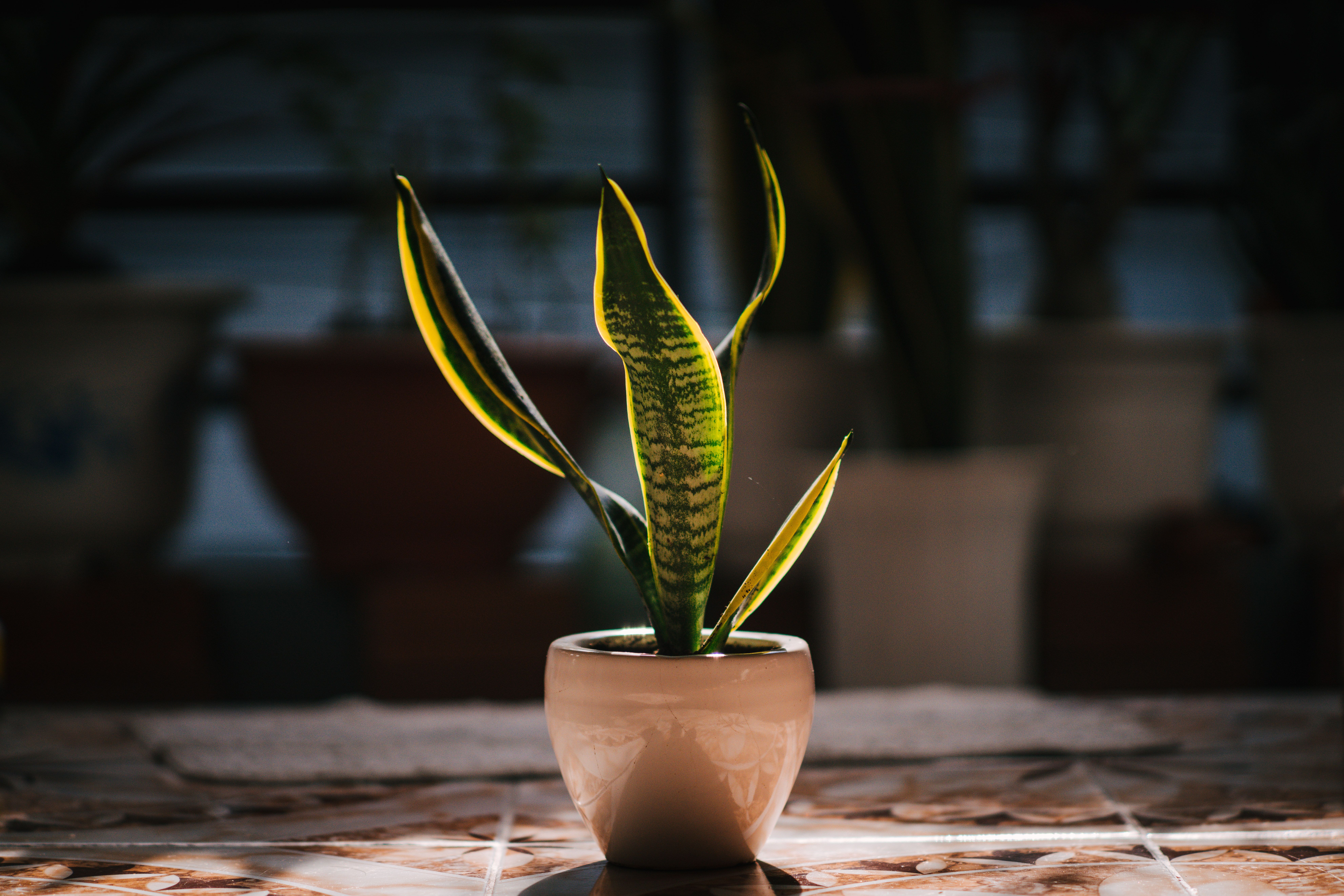 Snake Plant in Pot kept in Sunlight