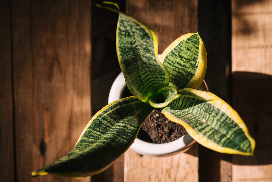 Free Green and Yellow Plant in White Ceramic Pot Stock Photo