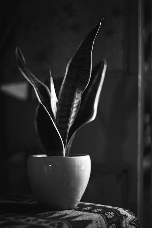 A Grayscale of a Potted Snake Plant