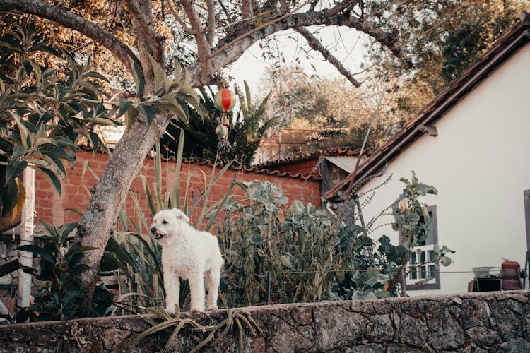 White Dog In Garden