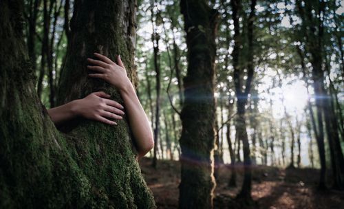 Free Hands embracing a moss-covered tree in a sunlit forest, reflecting nature's connection. Stock Photo