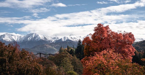 Darmowe zdjęcie z galerii z drzewa, góry, jesień