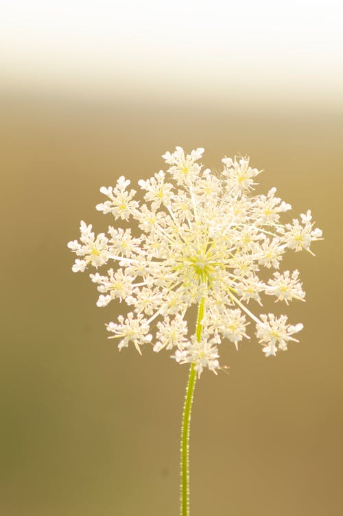 White Flowers With Green Stem