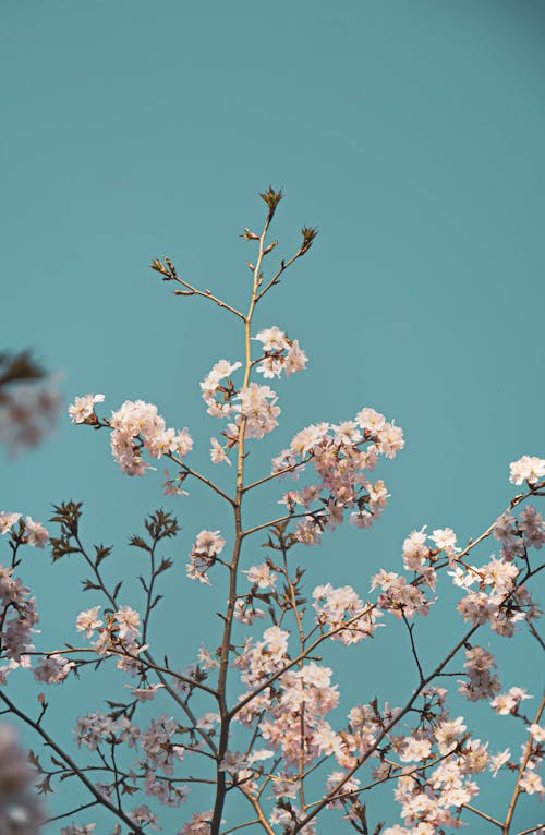 White Cherry Blossom Under Blue Clear Sky