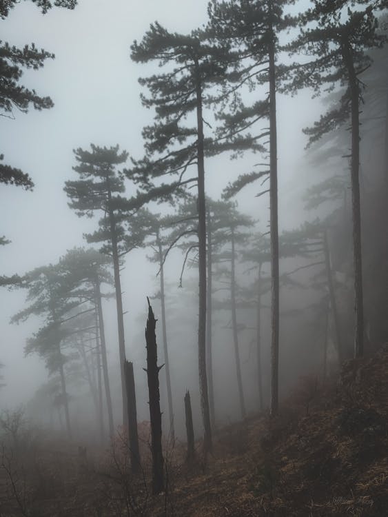 Free Foggy Forest  Stock Photo