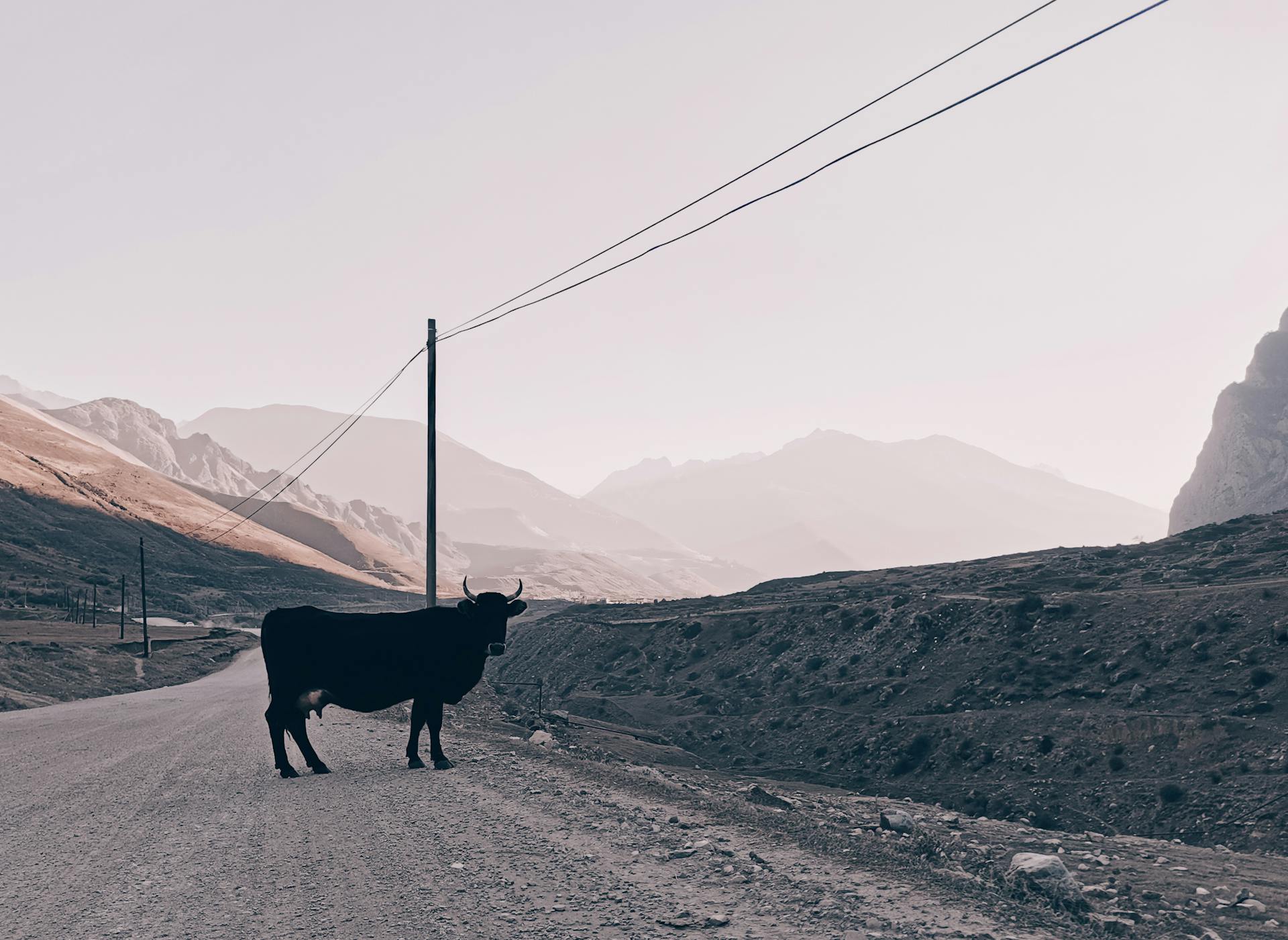 A Bull on a Dirt Road