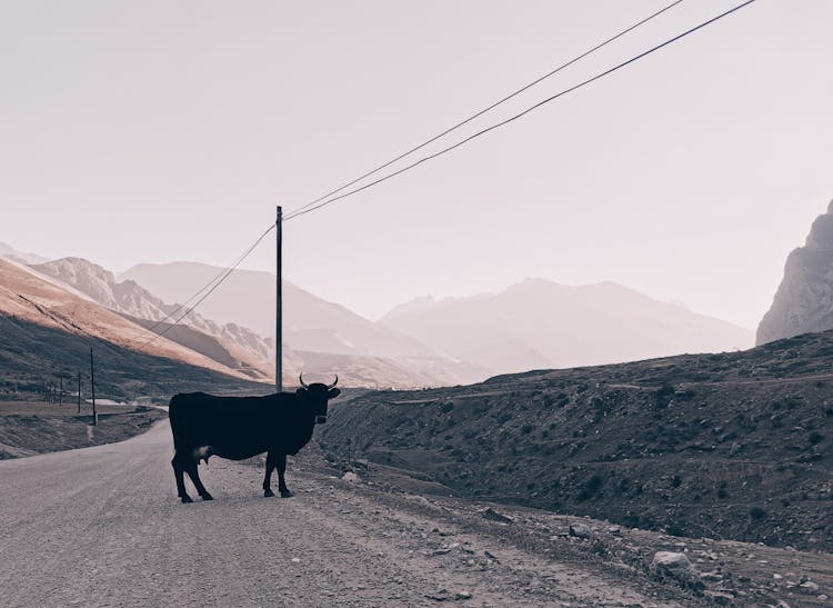 A Bull On A Dirt Road