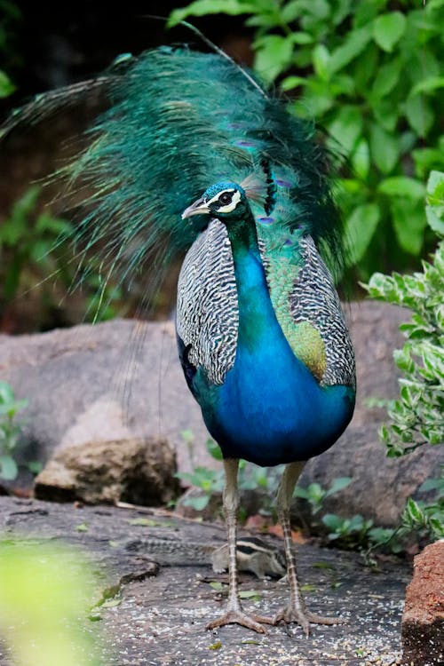 免費 動物, 動物園, 印度孔雀 的 免費圖庫相片 圖庫相片