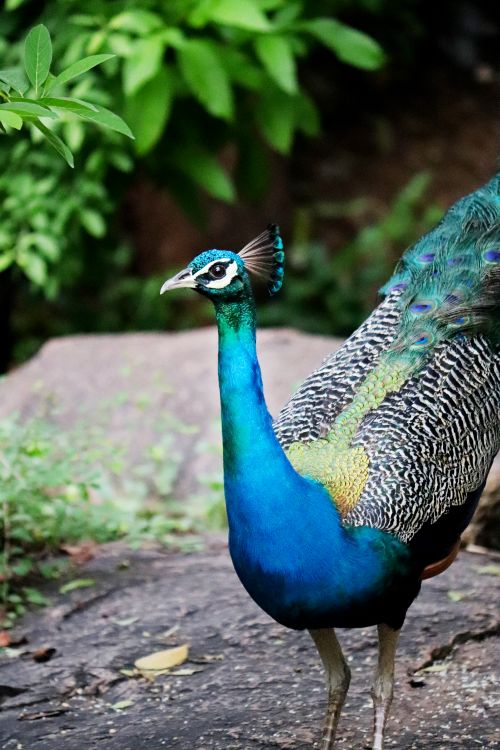 Free A vibrant peacock showcasing its colorful plumage in a natural outdoor environment. Stock Photo