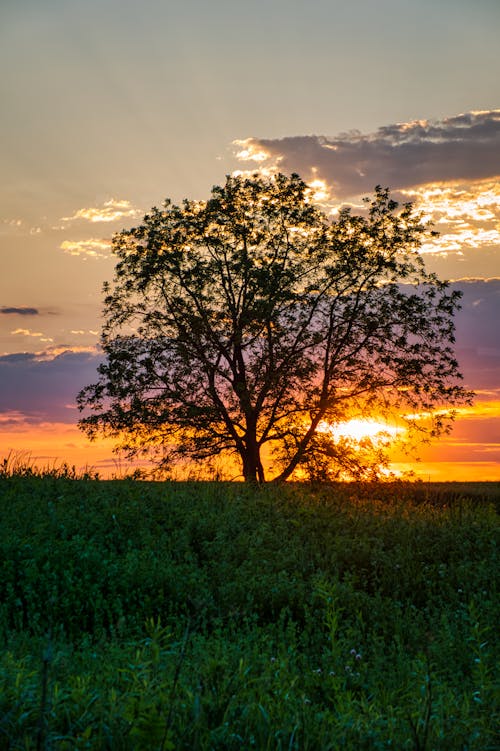 Tree on Green Grass Field during Sunset
