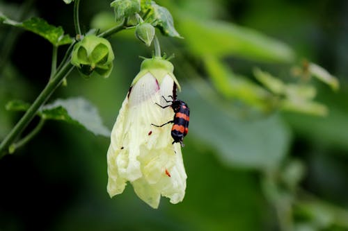 Foto stok gratis beetle, bunga, flora