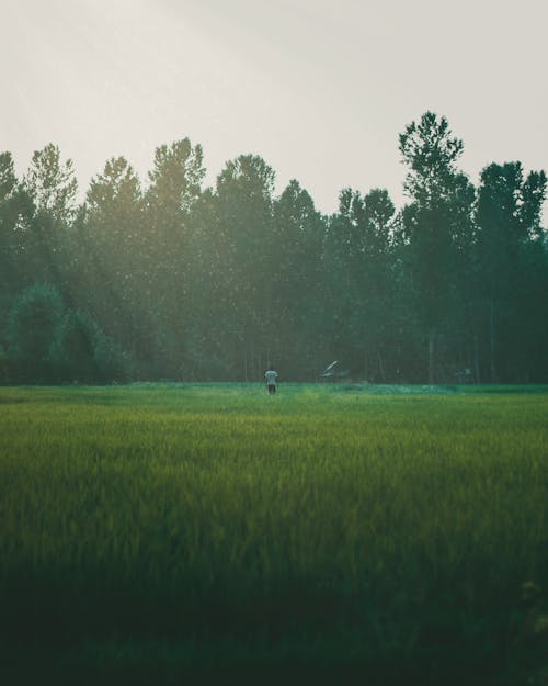 Foto d'estoc gratuïta de camps de cultiu, cultiu, granja