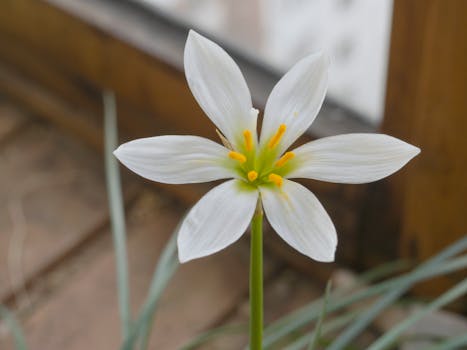 White 5 Petaled Flower · Free Stock Photo - 467 x 350 jpeg 14kB