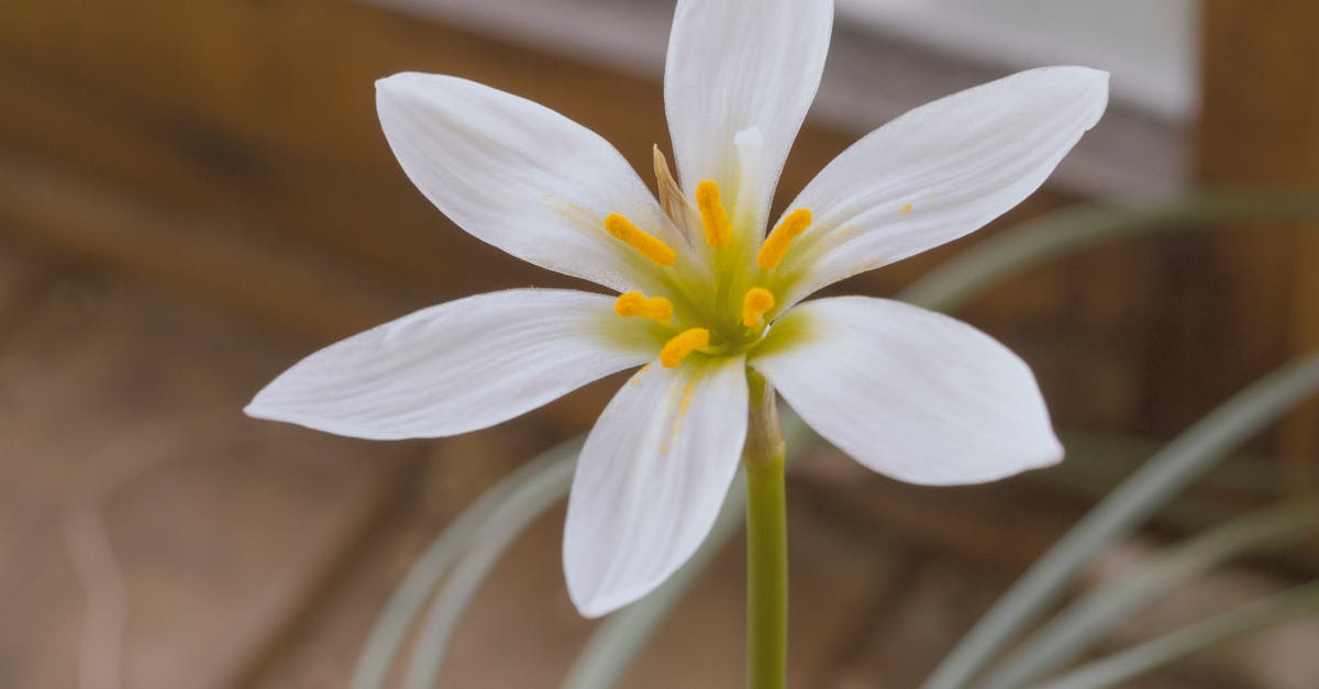 Selective Focus Photo of White Rain Lily