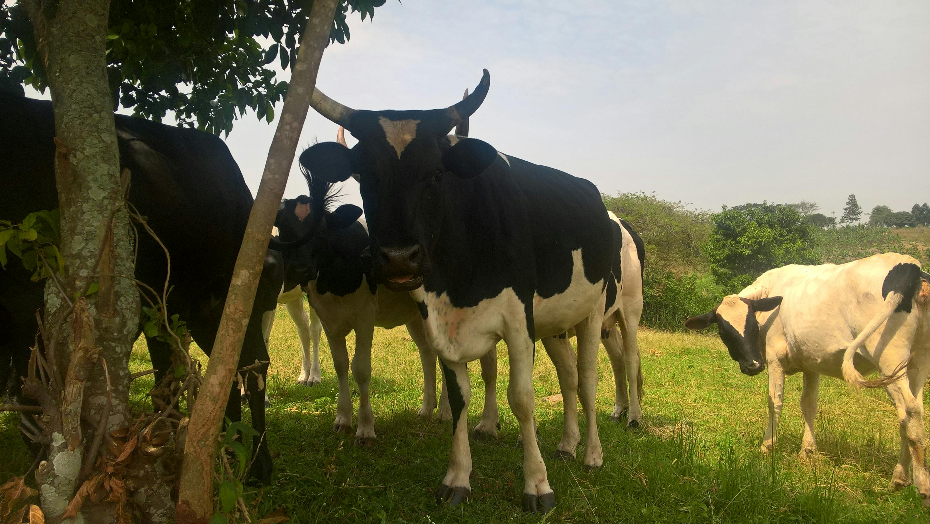 Free stock photo of animal farming, cows