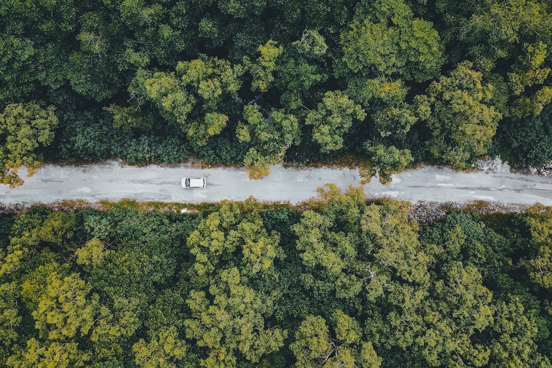 A Car Traveling on Road Between Lush Green Trees · Free Stock Photo