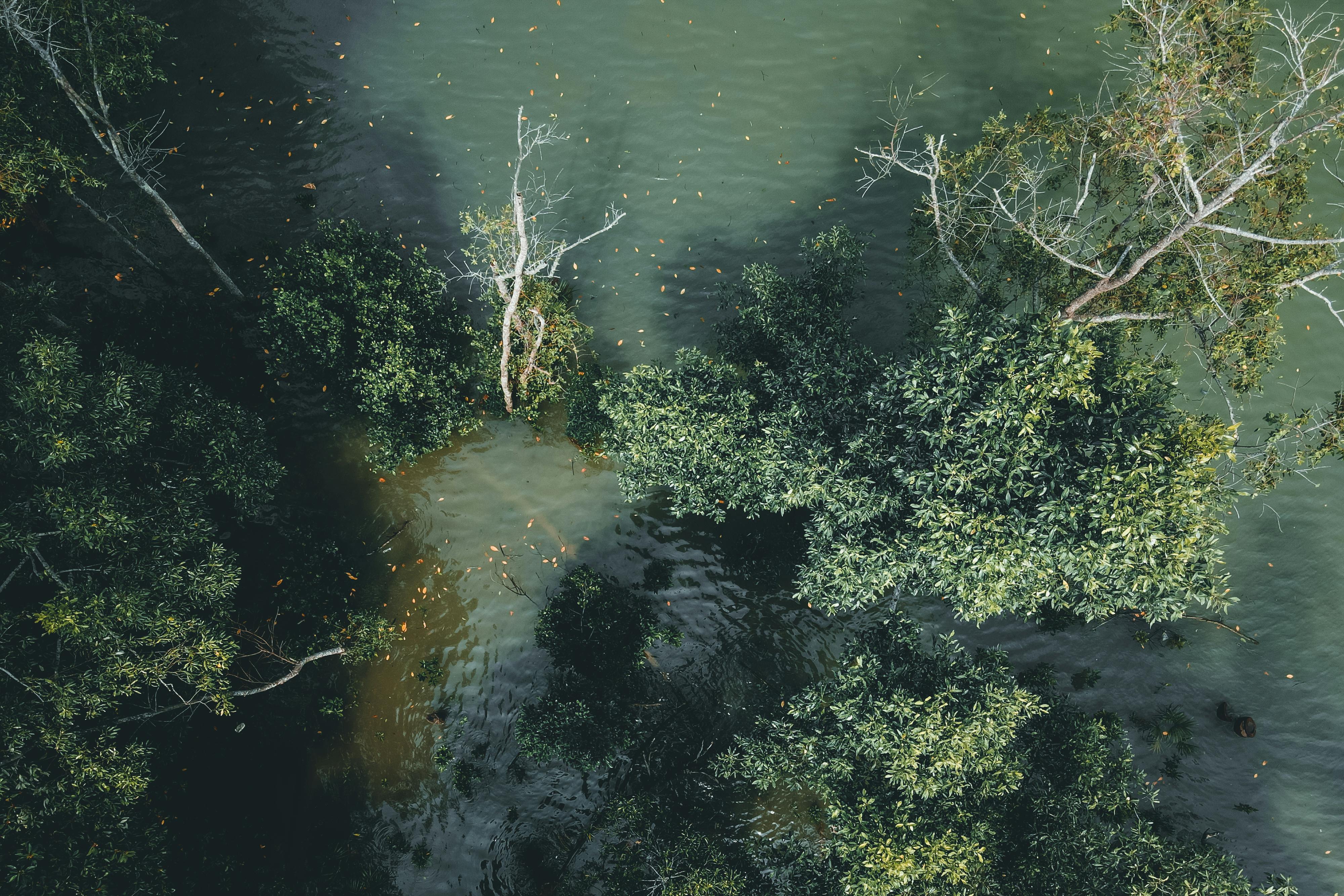 climate resilience ecosystem restoration — Photo by Pok Rie on Pexels