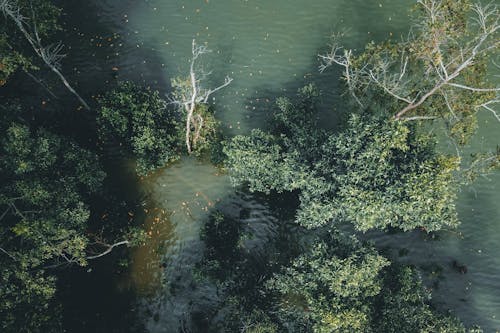 Ingyenes stockfotó fák, folyó, nagy látószögű felvétel témában