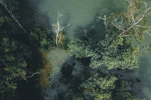 Free A serene aerial shot capturing lush greenery and a calm water body, showcasing natural beauty. Stock Photo