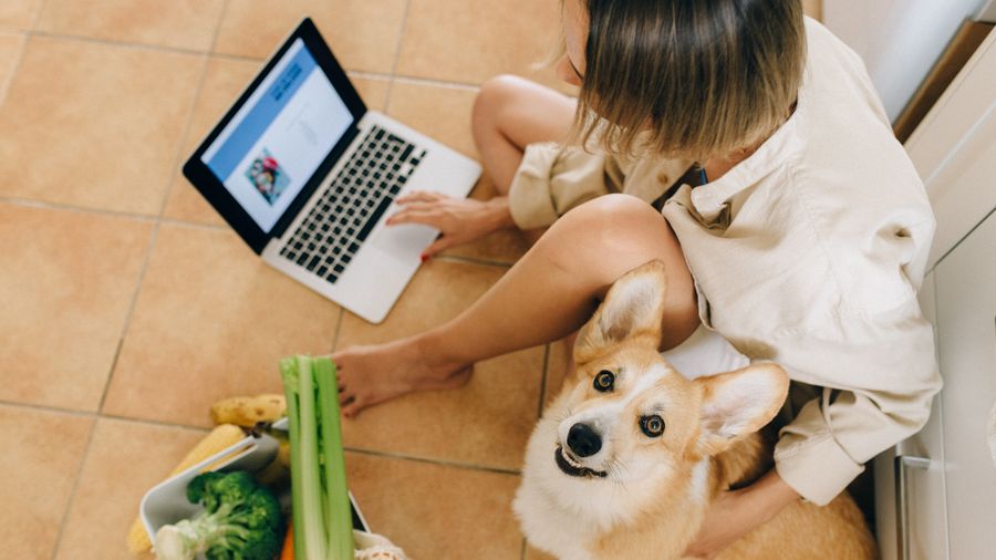 How to Switch Your Dog's Food Safely