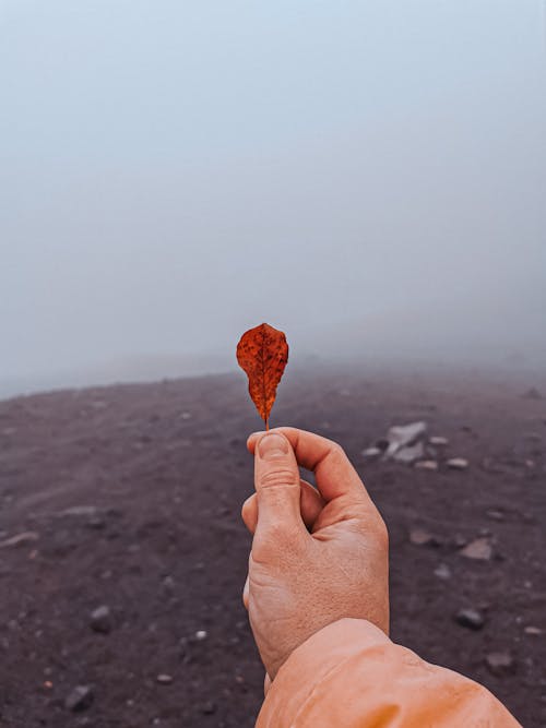 Person Holding a Leaf