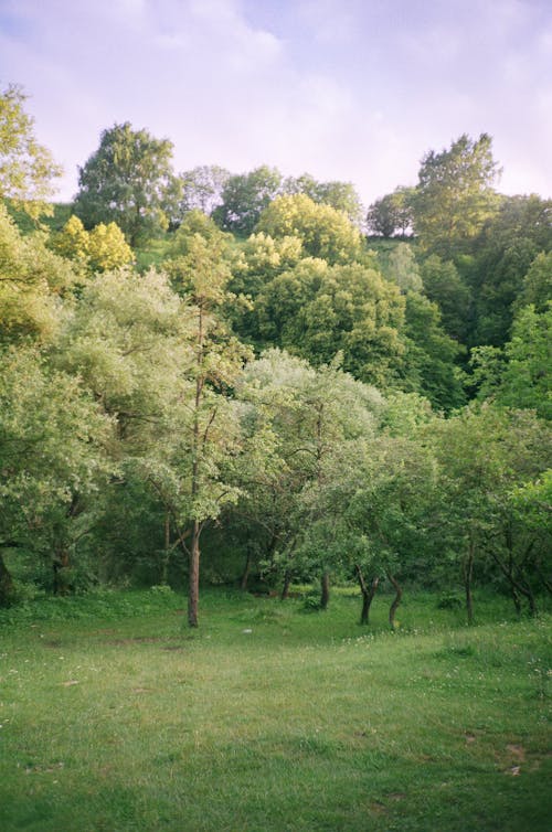 Darmowe zdjęcie z galerii z drzewa, łąka, natura