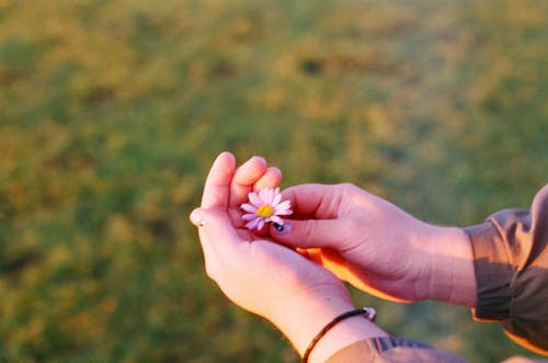 A Person Holding a Daisy Flower