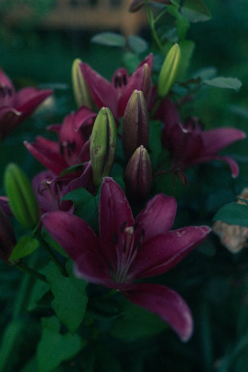 Red Lilies in Bloom