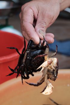 A hand holding fresh crabs over a container, highlighting texture and detail.
