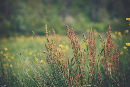 Brown Grass Flowers on the Field