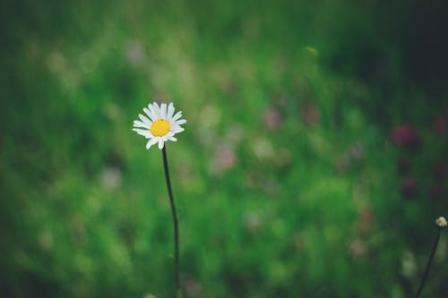 Free A White Daisy in Bloom Stock Photo